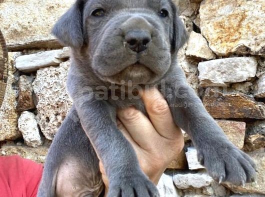 Dev Cane Corso Yavrular