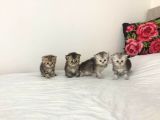 BRİTİSH LONGHAİR DÜNYASI