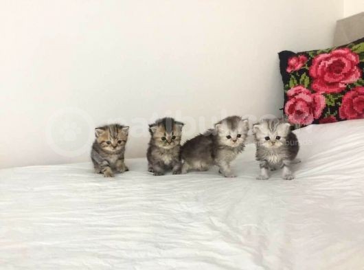Bri̇ti̇sh Longhai̇r Dünyasi