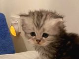 Bri̇ti̇sh Longhai̇r Dünyasi