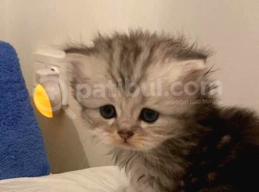 Bri̇ti̇sh Longhai̇r Dünyasi görsel