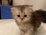 Bri̇ti̇sh Longhai̇r Dünyasi