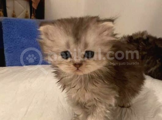 Bri̇ti̇sh Longhai̇r Dünyasi görsel
