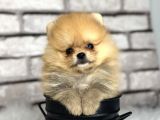 Peluş Oyuncak Gi̇bi̇ Pomeri̇an Boo Dünyasi