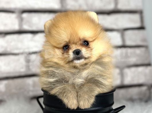 Peluş Oyuncak Gi̇bi̇ Pomeri̇an Boo Dünyasi görsel