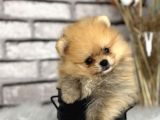 PELUŞ OYUNCAK GİBİ POMERİAN BOO DÜNYASI