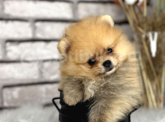 Peluş Oyuncak Gi̇bi̇ Pomeri̇an Boo Dünyasi