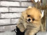 Peluş Oyuncak Gi̇bi̇ Pomeri̇an Boo Dünyasi