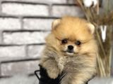 Peluş Oyuncak Gi̇bi̇ Pomeri̇an Boo Dünyasi