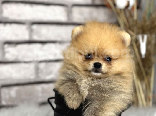 Peluş Oyuncak Gi̇bi̇ Pomeri̇an Boo Dünyasi görsel