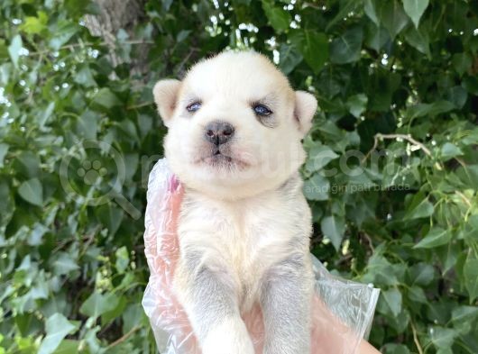 Yavru Sibirya Husky görsel