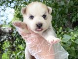 Yavru Sibirya Husky