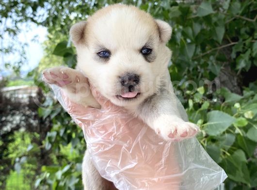 Yavru Sibirya Husky görsel