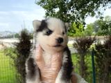 Yavru Sibirya Husky