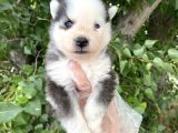 Yavru Sibirya Husky
