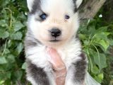 Yavru Sibirya Husky