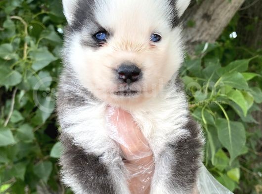 Yavru Sibirya Husky görsel