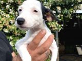 Jack Russell Yavrular