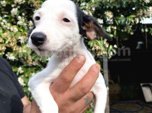 Jack Russell Yavrular görsel