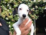 Jack Russell Yavrular