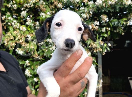 Jack Russell Yavrular görsel