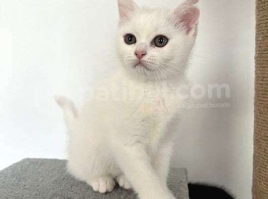 Beyaz Ve Siyah Scottish Straight Yavru Kedi görsel