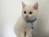 Beyaz ve siyah scottish straight yavru kedi