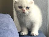Beyaz Ve Siyah Scottish Fold Yavru Kedi 2 Aylik