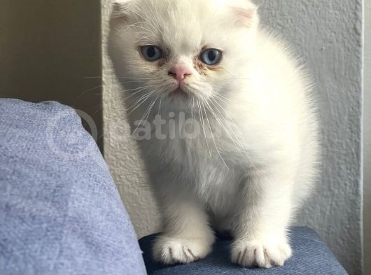 Beyaz Ve Siyah Scottish Fold Yavru Kedi 2 Aylik görsel