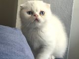 Beyaz ve siyah scottish fold yavru kedi 2 aylik
