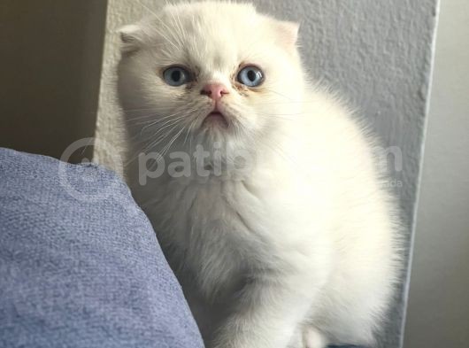 Beyaz Ve Siyah Scottish Fold Yavru Kedi 2 Aylik