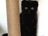 Beyaz Ve Siyah Scottish Fold Yavru Kedi 2 Aylik