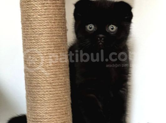 Beyaz Ve Siyah Scottish Fold Yavru Kedi 2 Aylik görsel