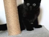 Beyaz Ve Siyah Scottish Fold Yavru Kedi 2 Aylik