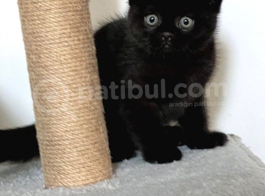 Beyaz Ve Siyah Scottish Fold Yavru Kedi 2 Aylik görsel