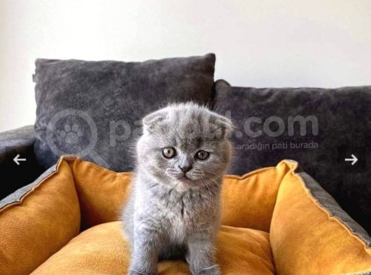Blue Poi̇nt Yavrularimiz görsel