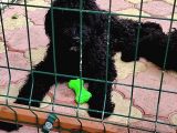 Nadir ırk siyah dev poodle yavrular