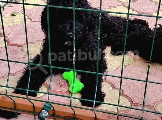 Nadir Irk Siyah Dev Poodle Yavrular