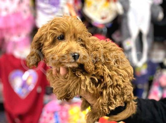 Sevi̇mli̇ Irk Yavru Yeti̇şki̇n Erkek Di̇şi̇ Toy Poodle görsel