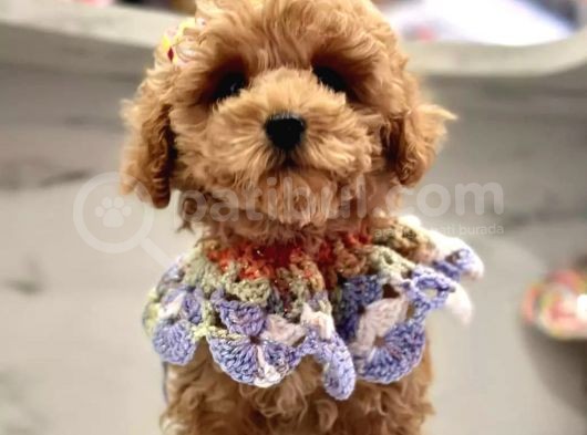 Evimin Nesesi Maltipoo
