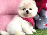 Kartopu Pomeranian