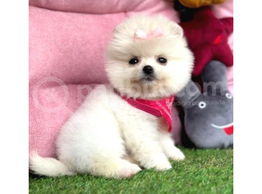 Kartopu Pomeranian