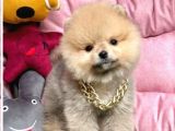 Kartopu Pomeranian