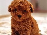 Sevi̇mli̇ Irk Yavru Yeti̇şki̇n Erkek Di̇şi̇ Toy Poodle