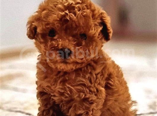 Sevi̇mli̇ Irk Yavru Yeti̇şki̇n Erkek Di̇şi̇ Toy Poodle görsel