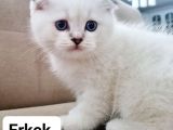 Dünya güzeli kediler dişi  erkek
