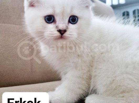 Dünya Güzeli Kediler Dişi  Erkek