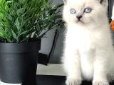 BU MİNNAKLARA BAKMADAN GEÇMEYİN KAÇIRILMAZ PONÇİKLER