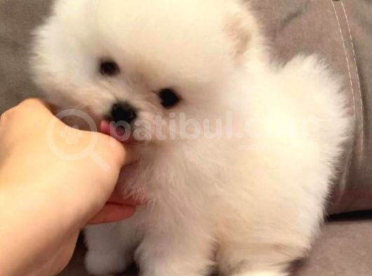 Orjinal Boo Kalite Isteyenlere görsel