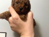 Orjinal red anne baba fotoğrafları mevcut poodle